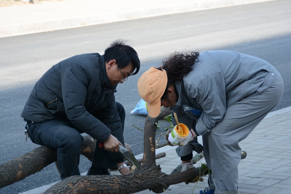 绿化现场